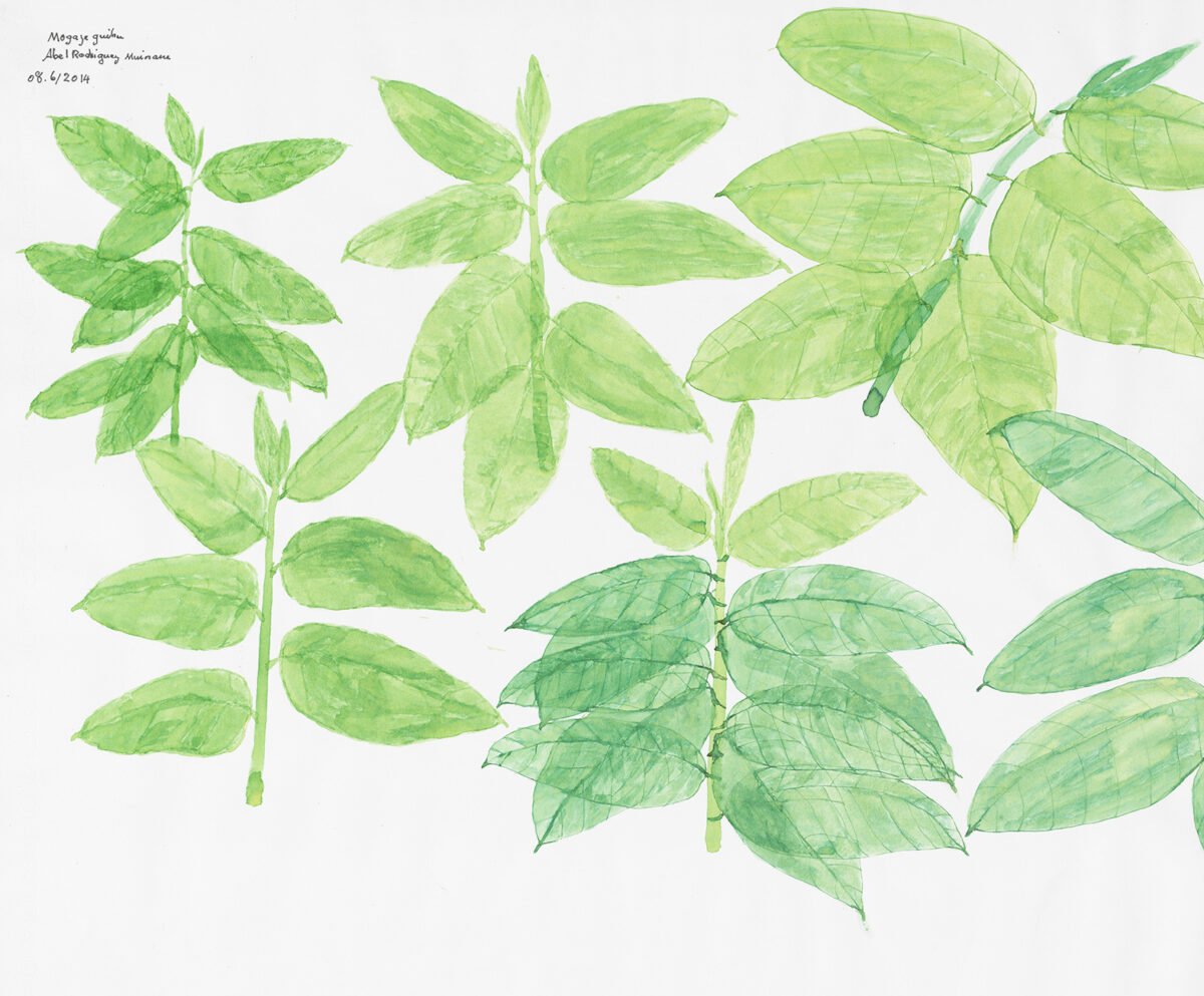 <span class="numbwork">2412</span > <span class="bullwork">•</span > Tabaco - Image 4