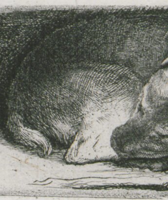 <span class="numbwork">0138</span > <span class="bullwork">•</span > El perro dormido