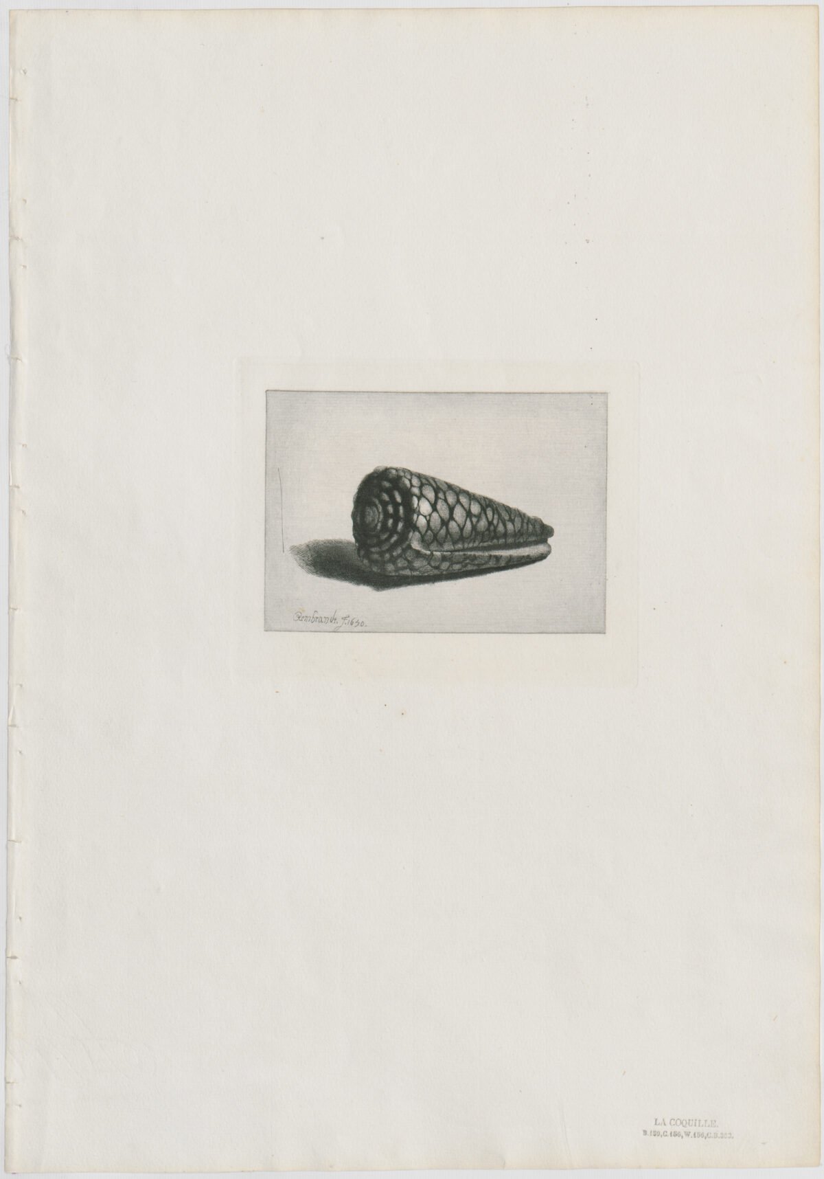 <span class="numbwork">0139</span > <span class="bullwork">•</span > La concha marina - Image 2