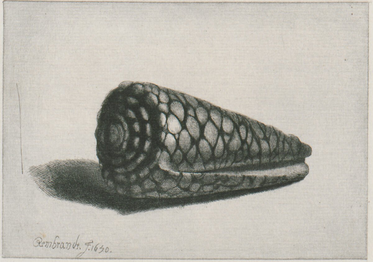 <span class="numbwork">0139</span > <span class="bullwork">•</span > La concha marina