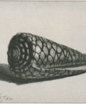 <span class="numbwork">0139</span > <span class="bullwork">•</span > La concha marina