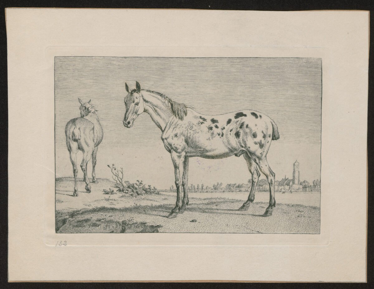 <span class="numbwork">1035</span > <span class="bullwork">•</span > Los caballos nobles - Image 2