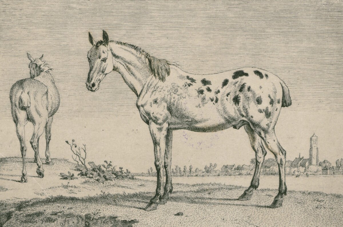 <span class="numbwork">1035</span > <span class="bullwork">•</span > Los caballos nobles