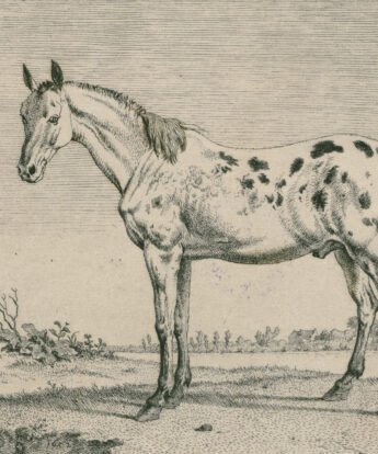 <span class="numbwork">1035</span > <span class="bullwork">•</span > Los caballos nobles