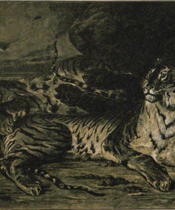 <span class="numbwork">1109</span > <span class="bullwork">•</span > Tigre joven jugando con su madre