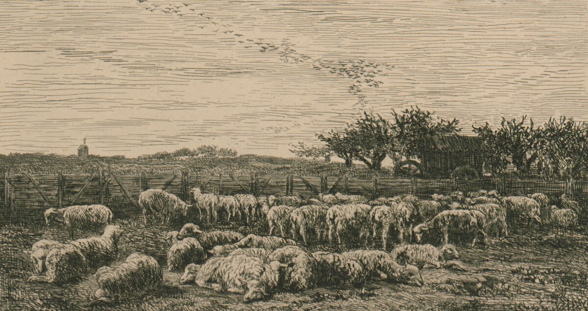 <span class="numbwork">1126</span > <span class="bullwork">•</span > El gran establo de ovejas en la mañana