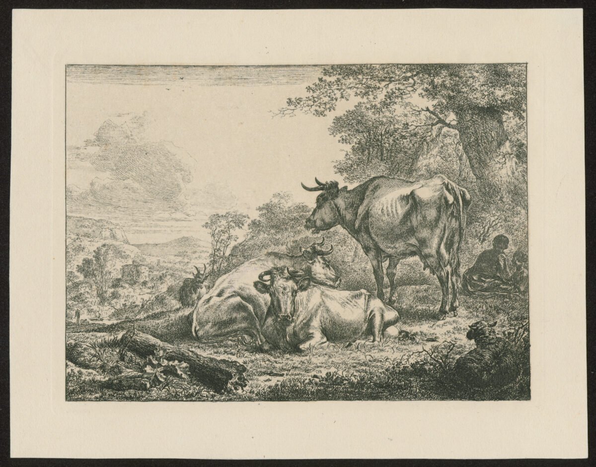 <span class="numbwork">1183</span > <span class="bullwork">•</span > Vacas descansando - Image 2