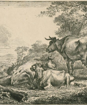 <span class="numbwork">1183</span > <span class="bullwork">•</span > Vacas descansando