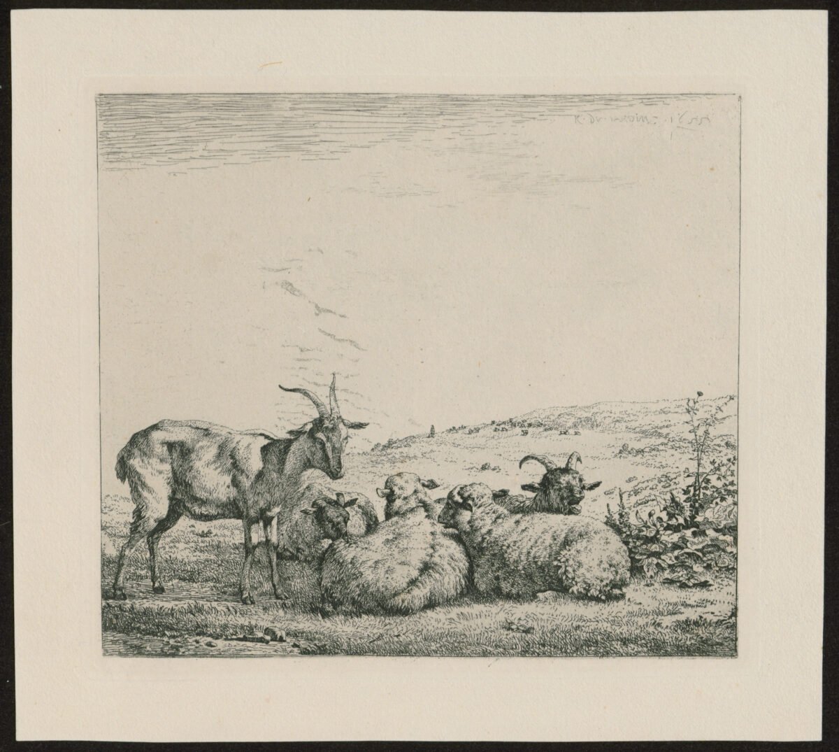 <span class="numbwork">1190</span > <span class="bullwork">•</span > Ovejas y cabras en el pasto - Image 2