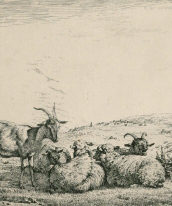 <span class="numbwork">1190</span > <span class="bullwork">•</span > Ovejas y cabras en el pasto