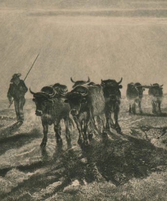 <span class="numbwork">1443</span > <span class="bullwork">•</span > Los bueyes van a arar