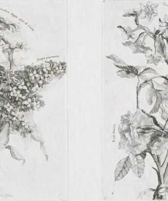 <span class="numbwork">1586</span > <span class="bullwork">•</span > Ilustración botánica sobre flores