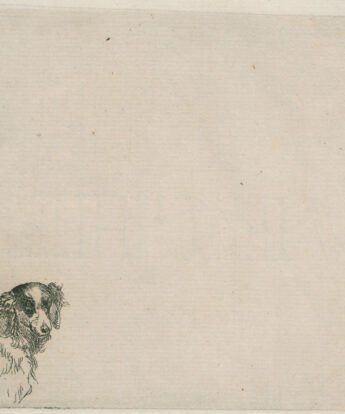 <span class="numbwork">0304</span > <span class="bullwork">•</span > Cabeza de un perro