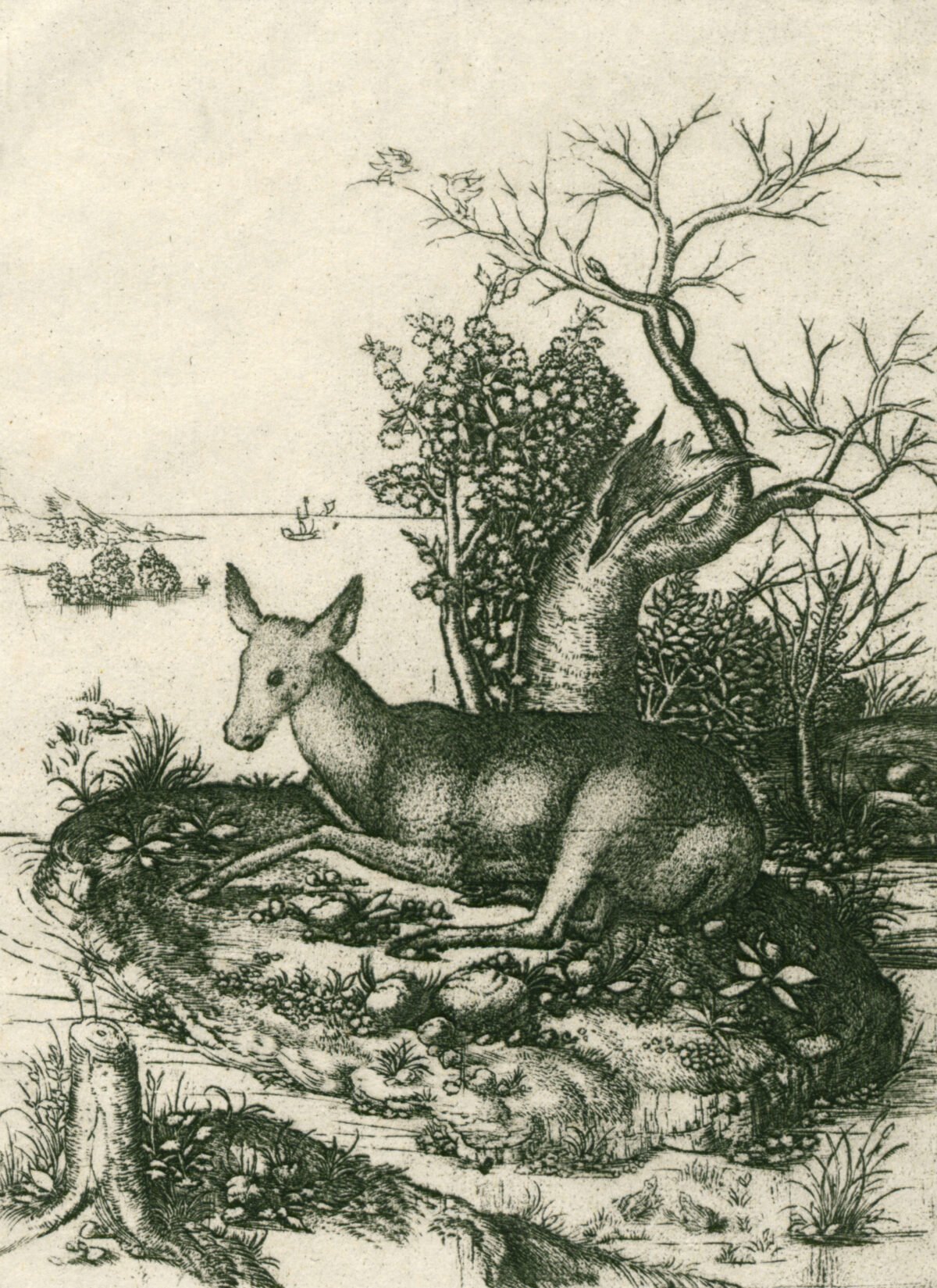 <span class="numbwork">0944</span > <span class="bullwork">•</span > Cierva descansando