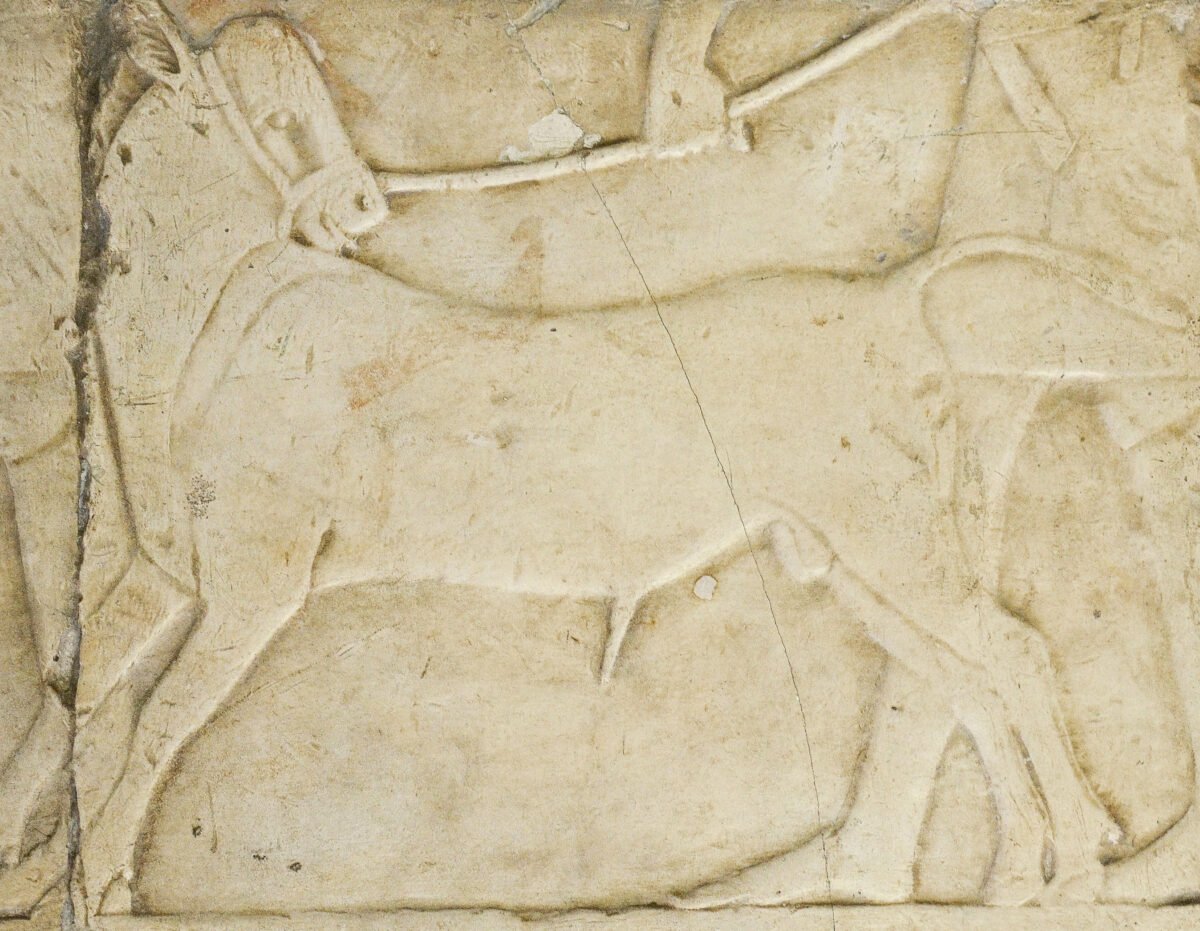 <span class="numbwork">1688</span > <span class="bullwork">•</span > Ternero conducido por un sacerdote como ofrenda al dios Amón