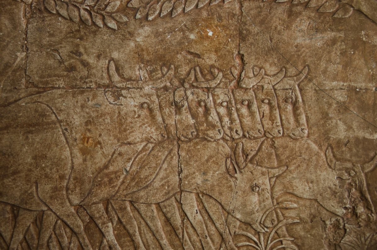 <span class="numbwork">1692</span > <span class="bullwork">•</span > El ganado de los habitantes de Punt