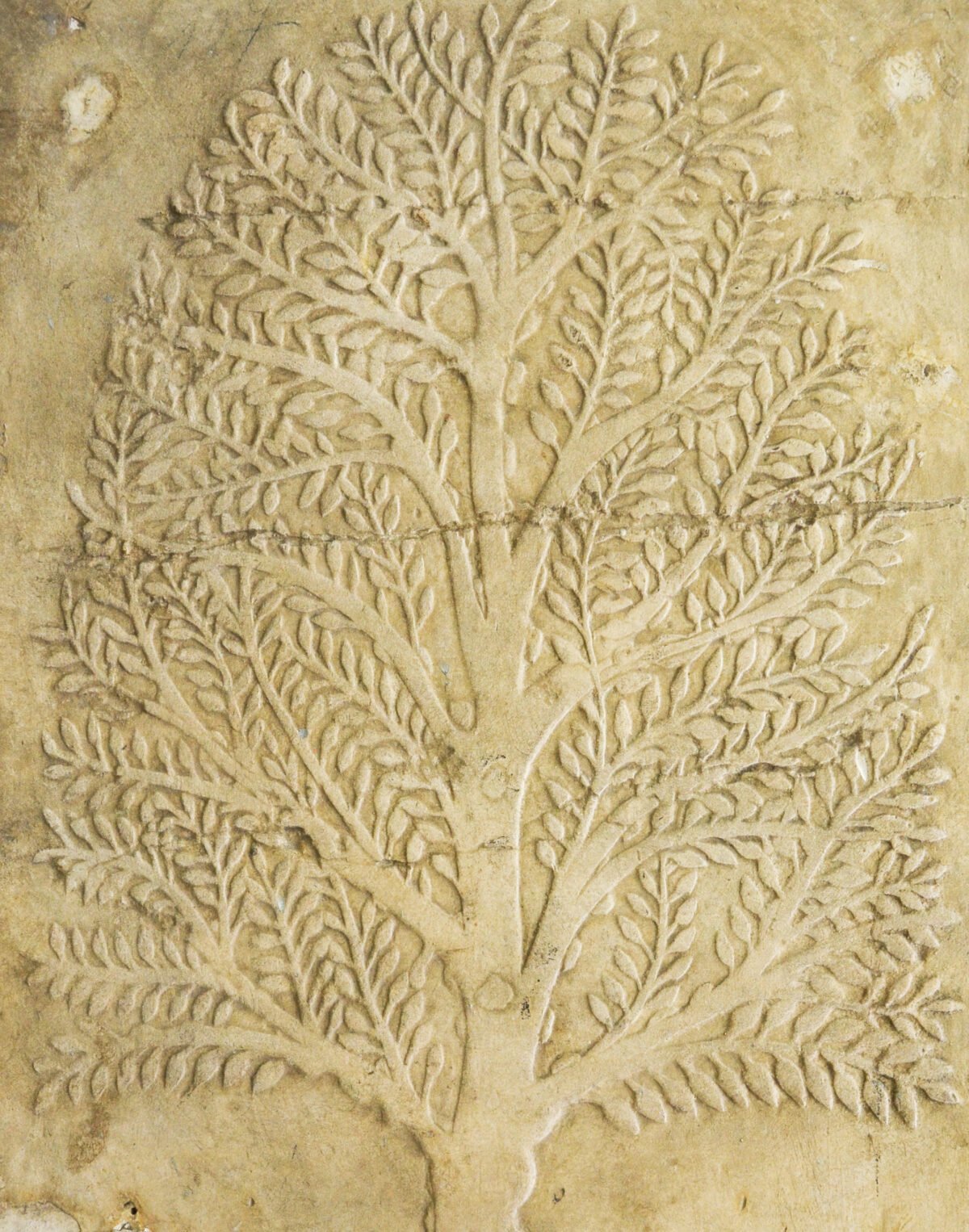 <span class="numbwork">1700</span > <span class="bullwork">•</span > Árbol de mirra