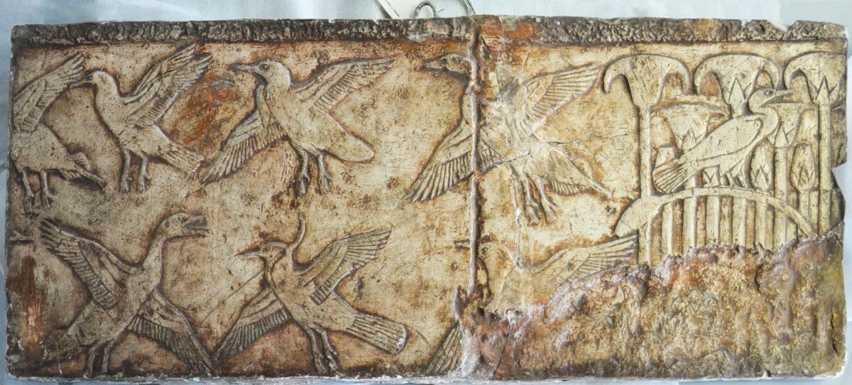 <span class="numbwork">1710</span > <span class="bullwork">•</span > Aves agitando las alas - Image 2