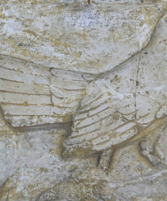 <span class="numbwork">1751</span > <span class="bullwork">•</span > Gallina